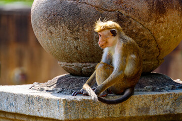 Poster - Monkey on the temple, Sri Lanka