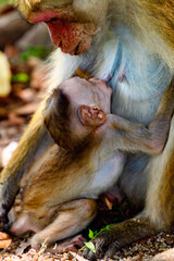 Poster - Little baby Monkey with mother, Sri Lanka