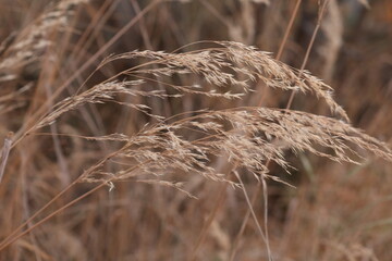 ears of wheat in the field