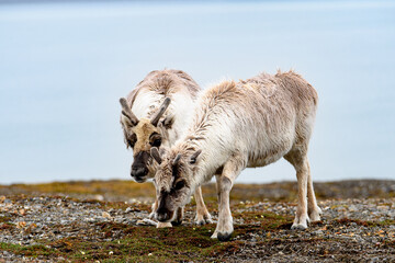 Svalbard reindeer in Spitzbergen