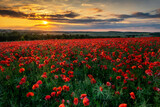 Fototapeta Krajobraz - Beautiful poppy field during sunset