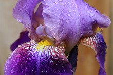 Closeup Of Wet, Two-toned Violet Bearded Iris Flower Covered In Water Drops From Recent Rain And Showing Upright Petals, Patterned Lower Petals, And Yellow Beard