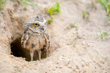 Burrowing Owl (Athene Cunicularia) Standing On The Ground. Burrowing Owl Sitting In The Nest Hole. Burrowing Owl Protecting Home.