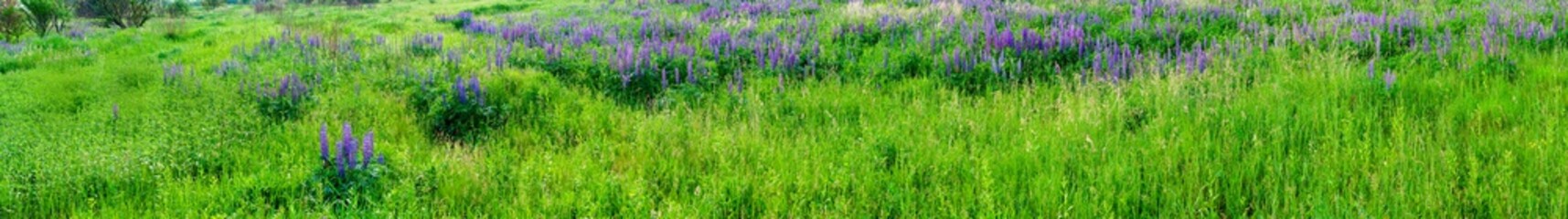 Bouquet of lupine summer flower background. Lupine fields with pink, purple and blue flowers. Beautiful wildlife, sunny summer. Panorama of blue flowers