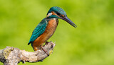 Fototapeta Zwierzęta - Сommon kingfisher, Alcedo atthis. Sunny day, a young bird sitting by the river on a beautiful branch, peering into the water, waiting for a fish