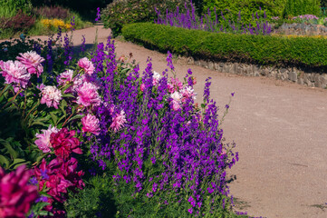 A fragment of a garden with a winding path, a green hedge and a beautiful motley flower bed with peonies and larkspur in the foreground. Ornamental garden, landscape park at sunny summer day.