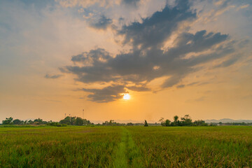 Wall Mural - Landscapse of Field meadow and beautiful sunset