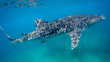 The whale shark rises to the surface seeking heat from the sun's rays. Tofo Beach. Mozambique.