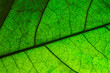 Vector green leaf macro background