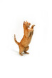 Red playful domestic cat jumping on white background