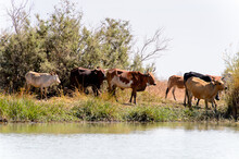 Cows In The Djoudj National Bird Sanctuary, Senegal. UNESCO World Heritage