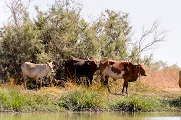 Wall Mural - Cows in the Djoudj National Bird Sanctuary, Senegal. UNESCO World Heritage