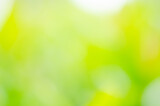 Fototapeta Tulipany - closeup green plant leaf nature fresh abstract greenery blur bokeh background with copy space in garden use for backdrop or wallpaper.