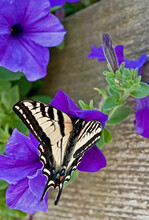 Eastern Tiger Swallow Tail Butterfly On A Purple Petunia Flower With Rustic Boards Softly In The Background For A Beautiful Effect.