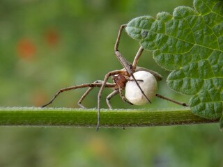 the spider carries its cubs