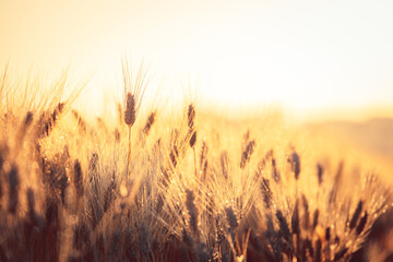 Ripe gold wheat field moved by the wind during a sunny day. Natural imagesof ear of corns