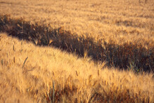 Wheat Gold Field With Tractor Tracks, Soft Focus And Bokeh