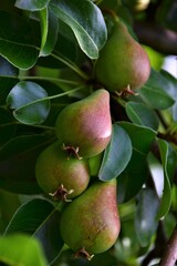 Canvas Print - pear on a tree