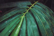 Close up branch of Bambusa becheeyana bamboo leaf. Texture details of tropical green foliage. Macro abstract beautiful dark tone natural background.