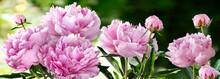 Bouquet Of Nine Pink Peonies Closeup On A Blurred Green Background