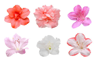 Wall Mural - set of azalea flowers isolated on white