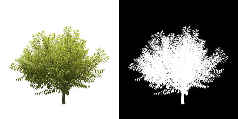 Wall Mural - Left view of tree (Prunus Padus Aurea) png with alpha channel to cutout made with 3D render