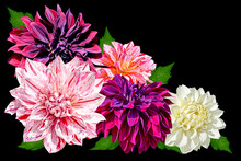 Bouquet Of Dahlia Flowers Isolated On Black Background