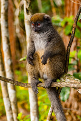 Wall Mural - It's Lemur on a tree in Madagascar