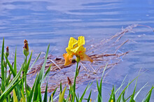 Yellow Iris Flower On The Banks Of The Blue River
