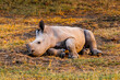It's Little baby of rhinoceros in Kenya, Africa