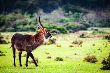 Wall Mural - It's Deer in Kenya, Africa