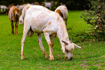 Wall Mural - It's Goat eats the grass