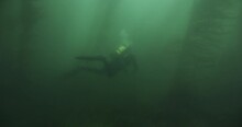 Scuba Diver In Kelp Forest With Poor Visibility Distant.