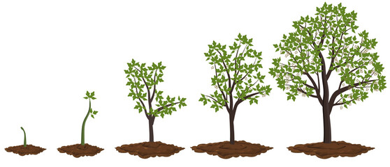 Five stages of growing maple tree.