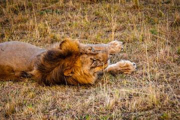 Wall Mural - It's Lion, king of the jungle, in Kenya