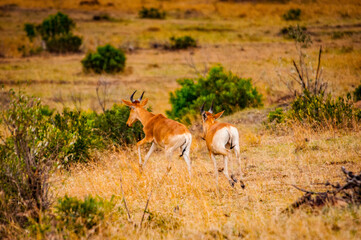 Wall Mural - It's Antelopes in Kenya, Africa