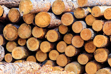 Wall Mural - Stacked pine trunks felled by the logging timber industry