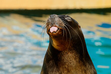 Close Up Of The Patagonian Sea Lion Showing Tongue In The Zoo