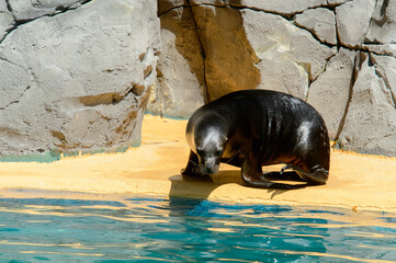 Wall Mural - Patagonian sea lion in the zoo