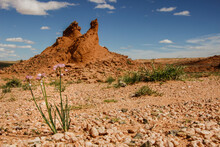 Desert Flowers In The Red Gobi Desert (Mongolia)