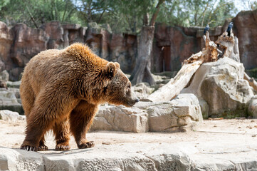 Wall Mural - It's Brown bear (Ursus arctos) walks over on the rock