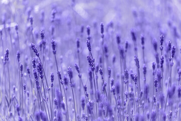 Sticker - Lavender flower on the field.