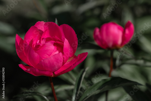 Pale pink peonies on a background of green leaves.