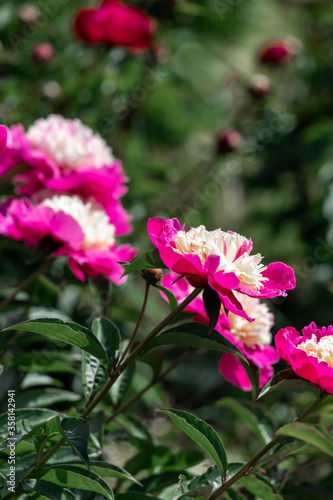 Beautiful pink peonies in the garden.