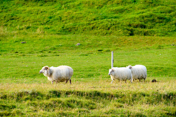 Wall Mural - Sheep on the grass in Iceland