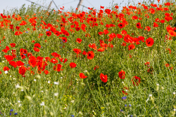 Canvas Print - Red poppy flowers on a green meadow