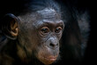 Portrait of a bonobo baby