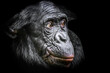 A Bonobo ape after eating a beet