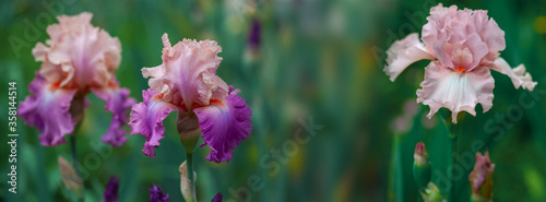 Banner beautiful multi-colored iris flower grow in the garden.