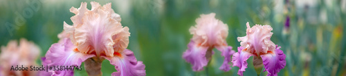 Panorama beautiful multi-colored iris flower grow in the garden.